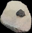 Pseudocryphaeus (Cryphina) Trilobite #39836-5